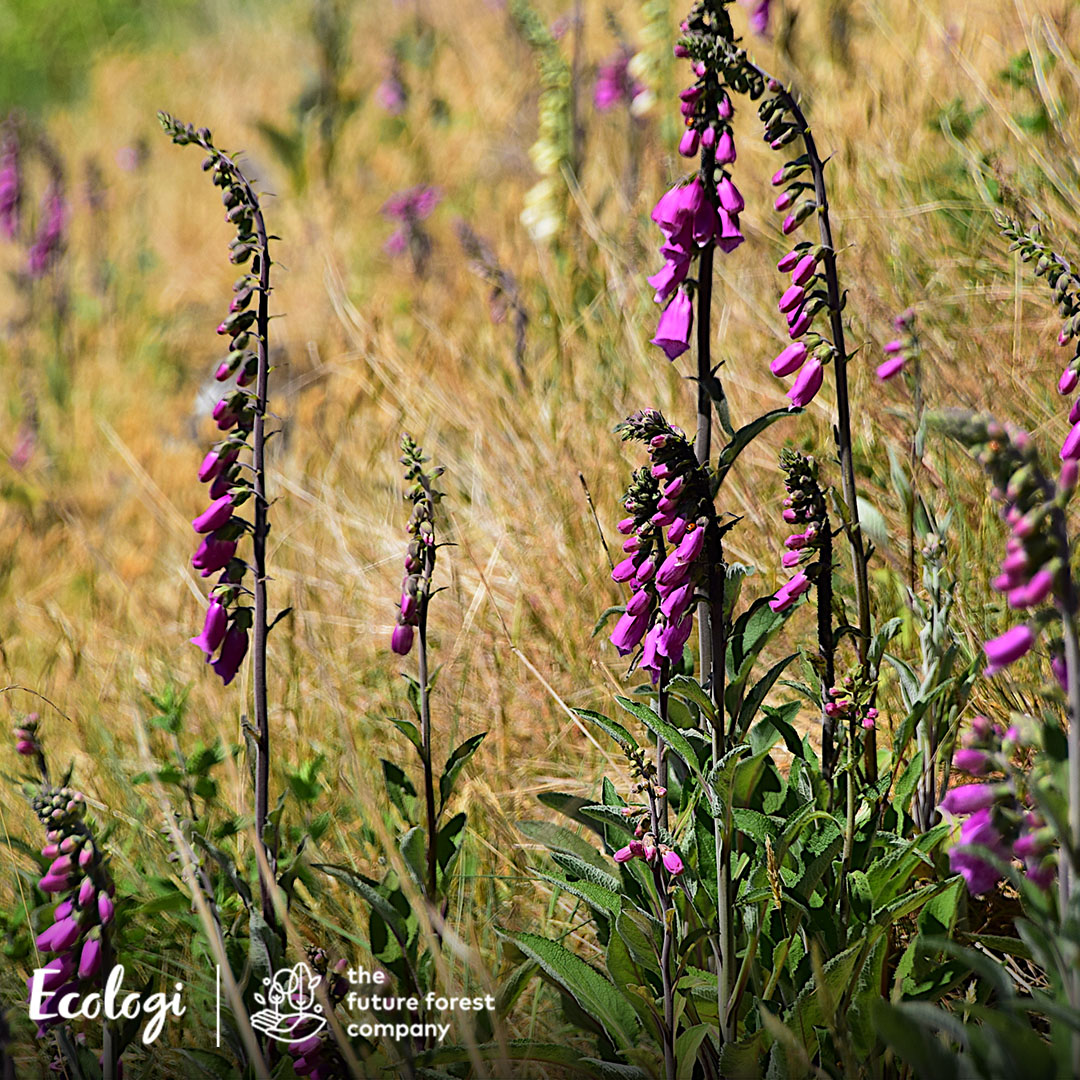 Foxgloves in flower among long grass on restored habitat, a wildflower, wetland and wildlife restoration project.